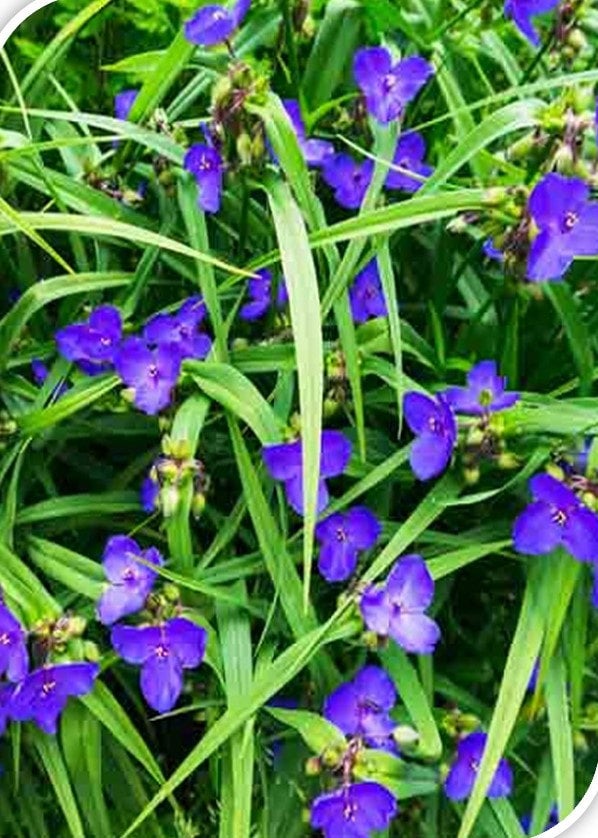 Spiderwort | Michiganense Natives