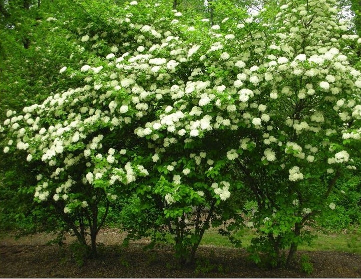 Blackhaw Viburnum | Michiganense Natives