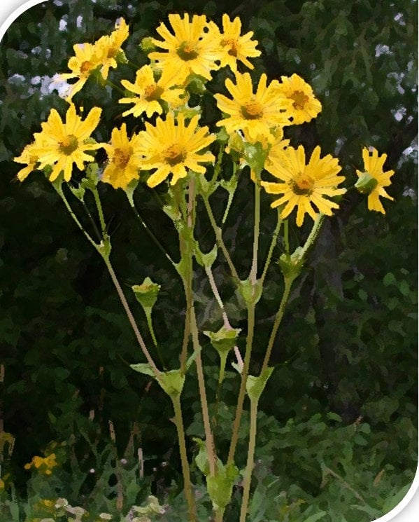 Cup Plant | Michiganense Natives
