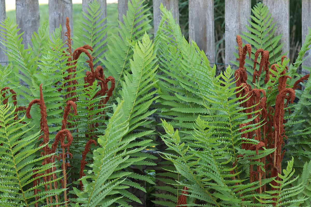 Cinnamon Fern | Michiganense Natives